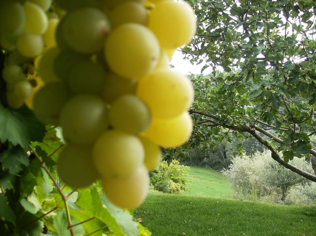 Agriturismo Casa Garello Salice Terme Buitenkant foto